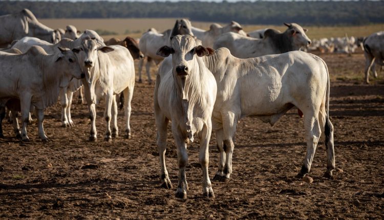 World Meat Congress começa nesta terça em Cuiabá e reúne lideranças globais da pecuária
