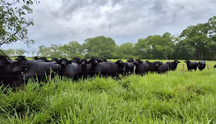 Tour por propriedade em Fortaleza reunirá informações técnicas e de manejo com búfalos