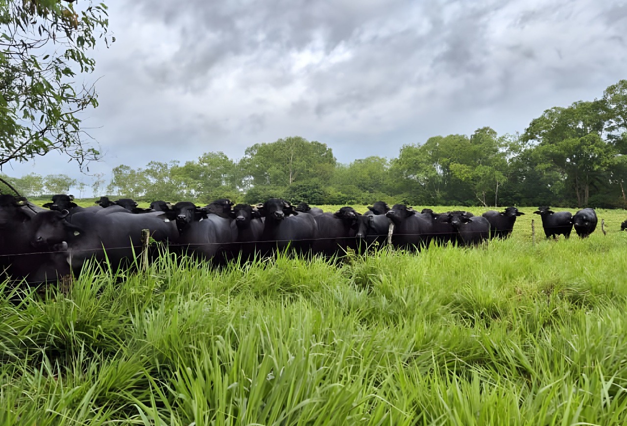 Tour por propriedade em Fortaleza reunirá informações técnicas e de manejo com búfalos
