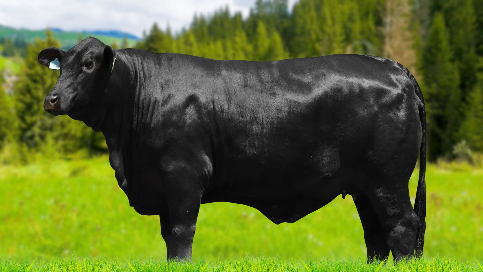 Angus de alta performance: entenda como o Beef Value multiplica os ganhos por carcaça Matriz da raca Brangus - Sta Cruz T048 - genética