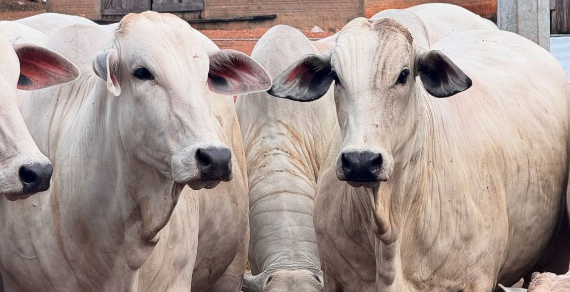 Genética ou nutrição? Especialista questiona evolução do Nelore e atribui 60% dos resultados ao manejo