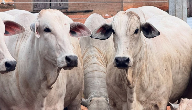 Novilhas da raca nelore po fotao