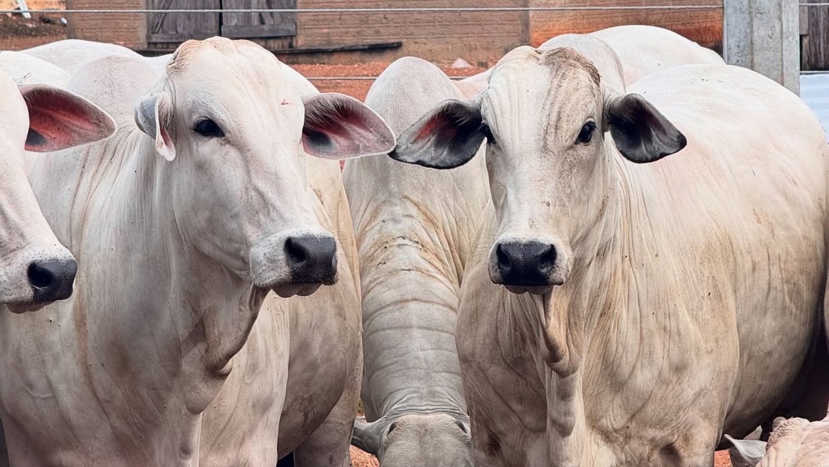 Genética ou nutrição? Especialista questiona evolução do Nelore e atribui 60% dos resultados ao manejo