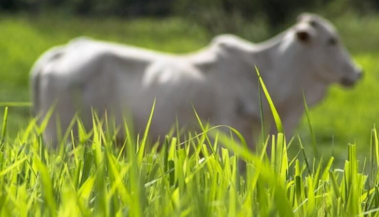 Inoculante revolucionário para pastagem bio np