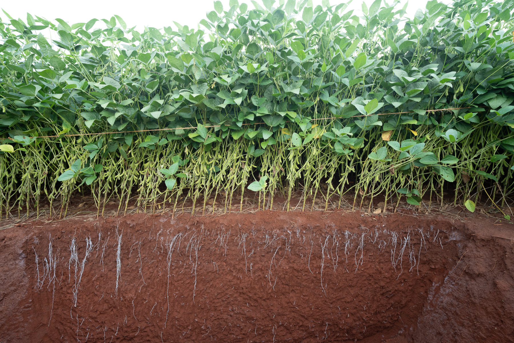 Empresa brasileira cria fertilizante nacional inovador para ajudar a diminuir a dependência por produtos importados