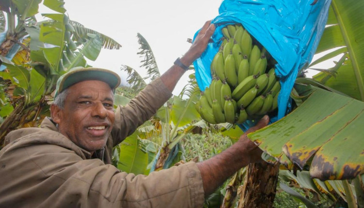 Produtor de bananas na região de Miracatu (SP), no Vale do Ribeira.