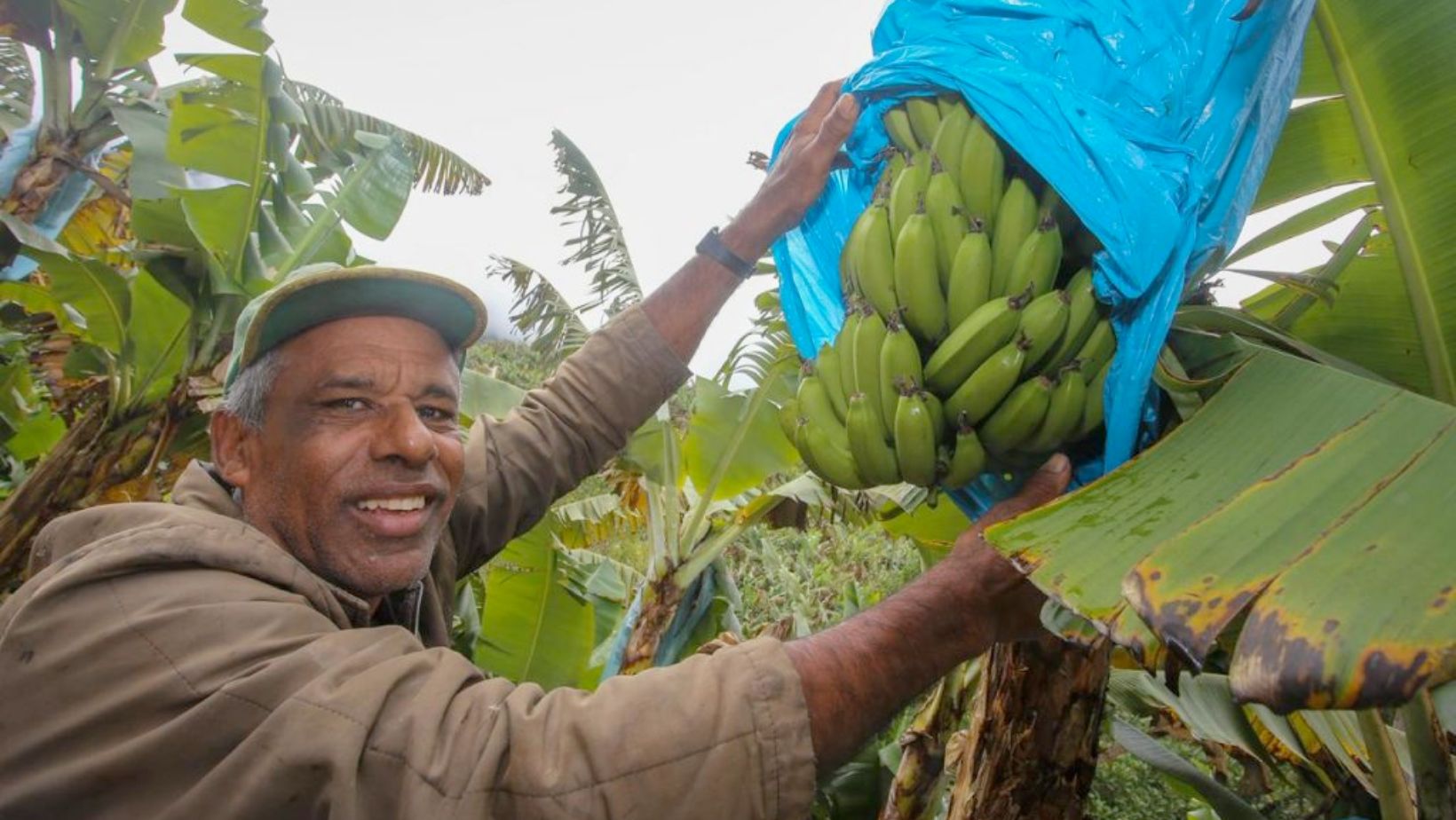 Produtor de bananas na região de Miracatu (SP), no Vale do Ribeira.