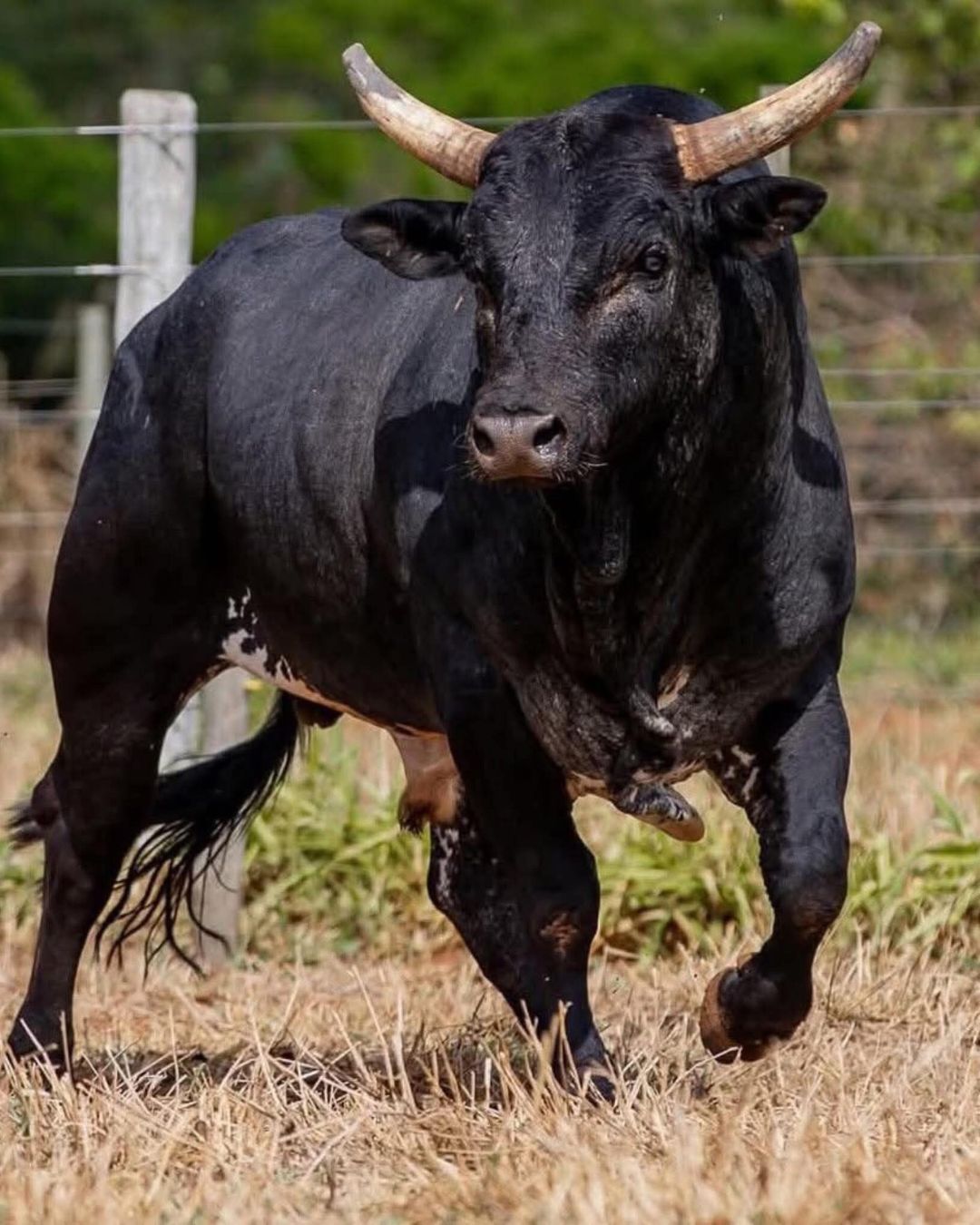 TOURO MICKEY MOUSE DA CIA CALIFORNIA - pbr brazil