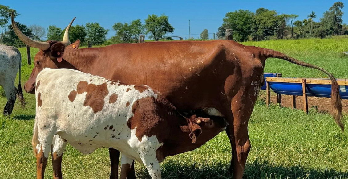 Texas LongHorn - Longhorn LFL Andradina