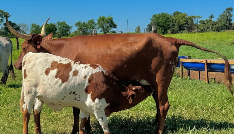 Texas LongHorn - Longhorn LFL Andradina