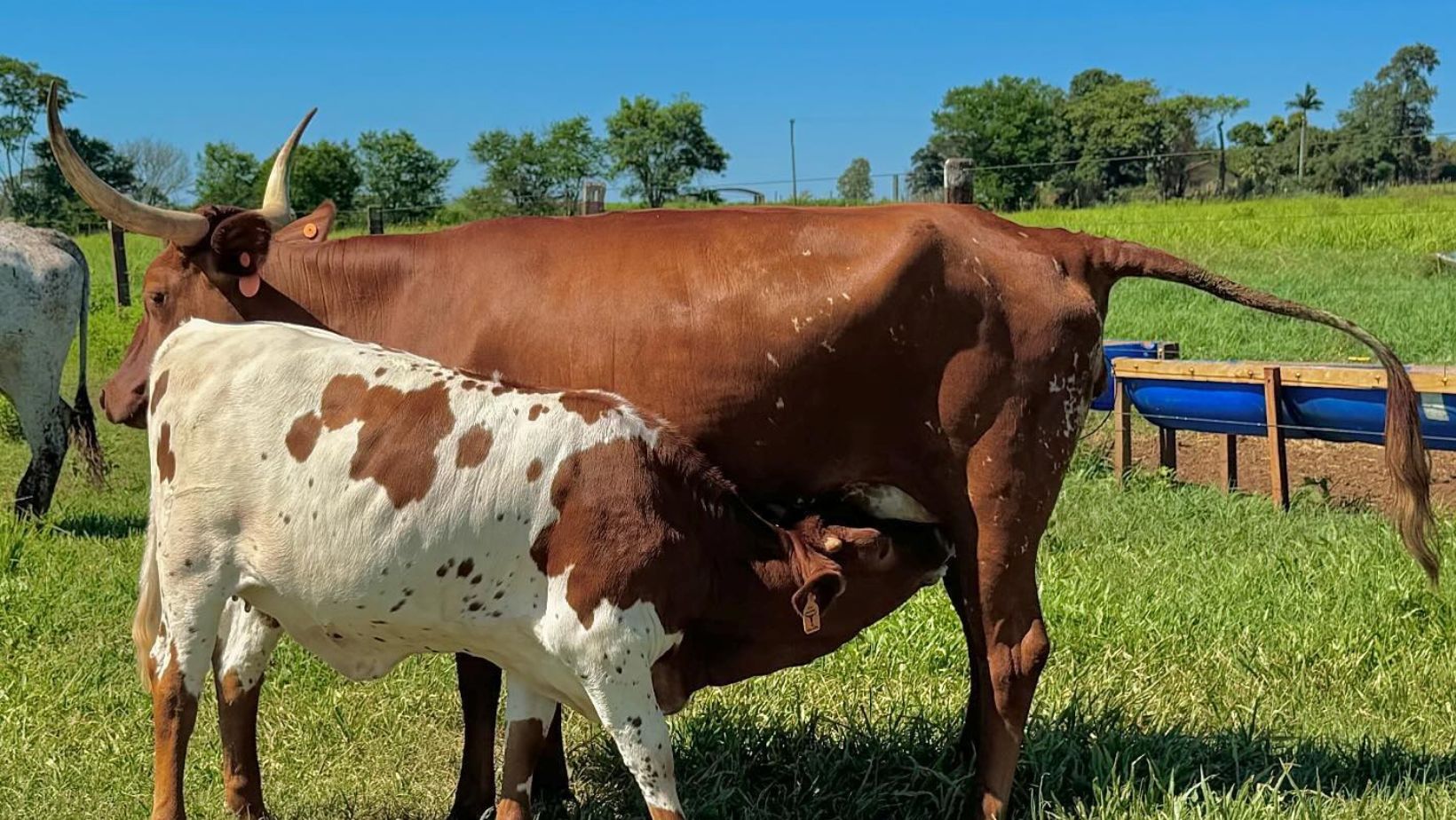 Texas LongHorn - Longhorn LFL Andradina