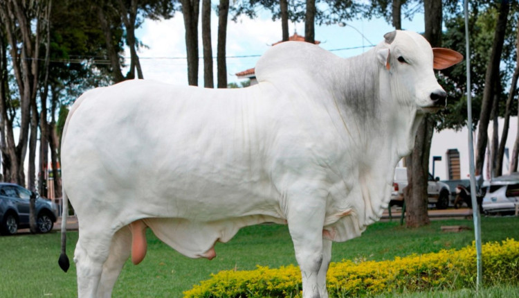 Touro Nelore PO Kayak TE Mafra