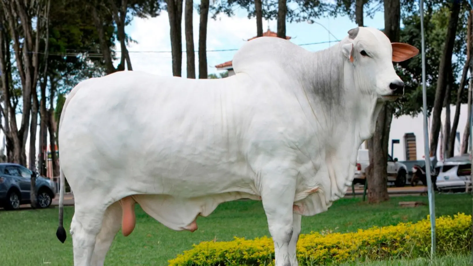 Touro Nelore PO Kayak TE Mafra