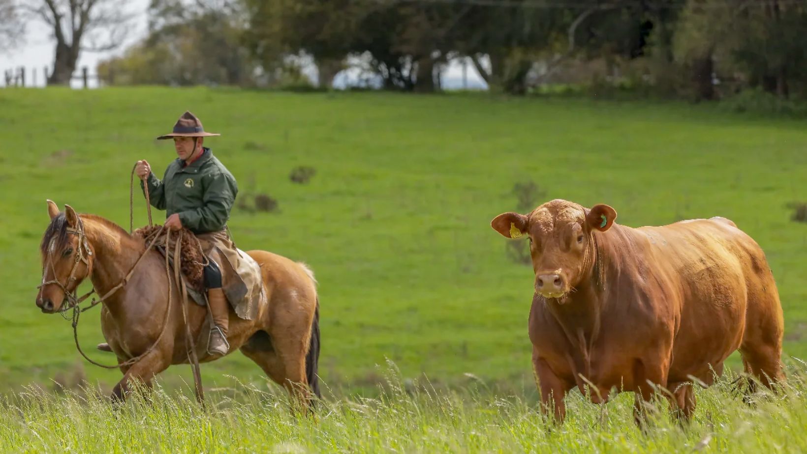 Touro da raca Brangus - Sigma Brangus - Vaqueiro tocando touro - fotao