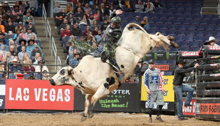 Touro de rodeio Preachers Kid - PBR - aposentado montaria
