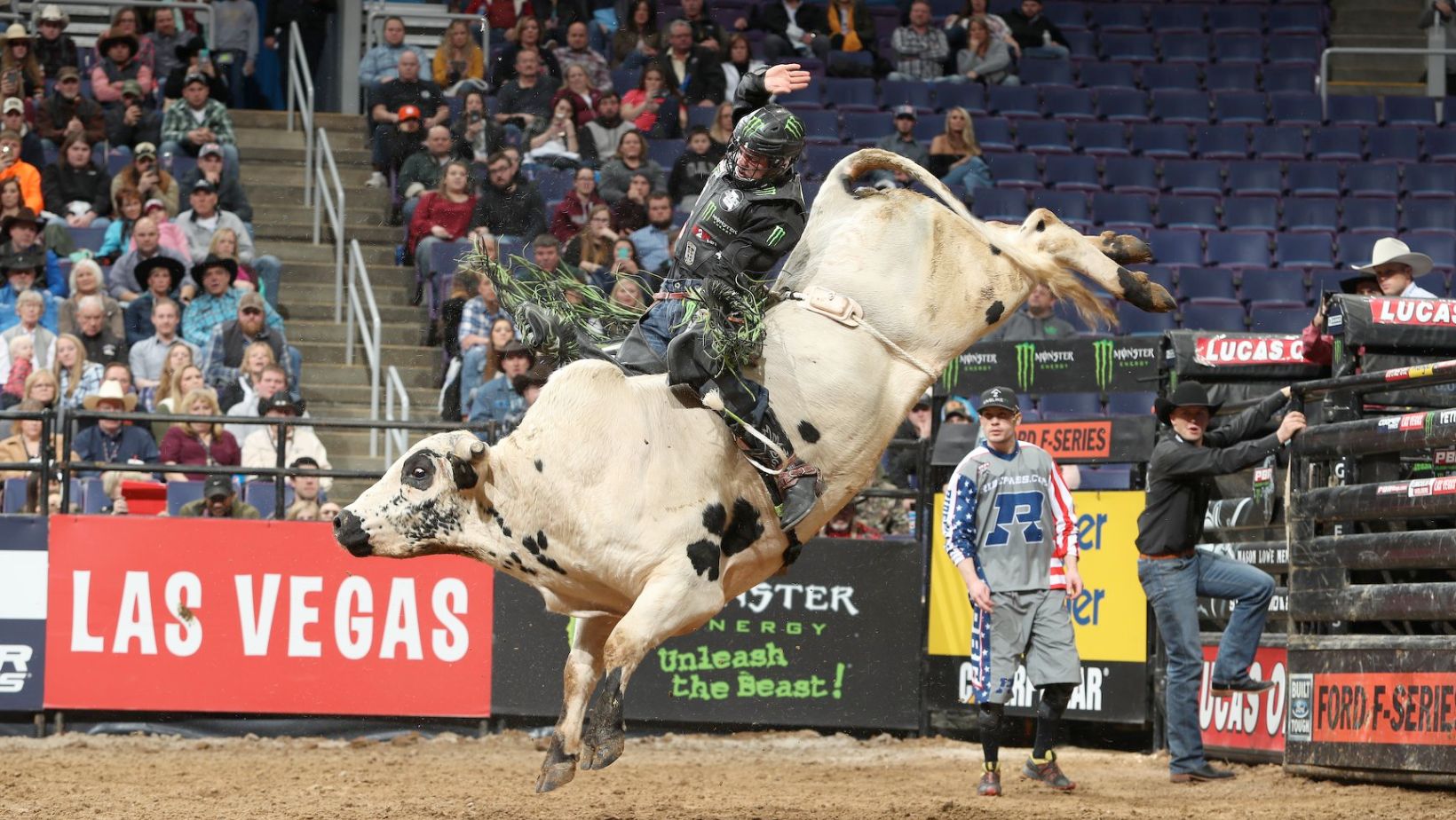 Touro de rodeio Preachers Kid - PBR - aposentado montaria