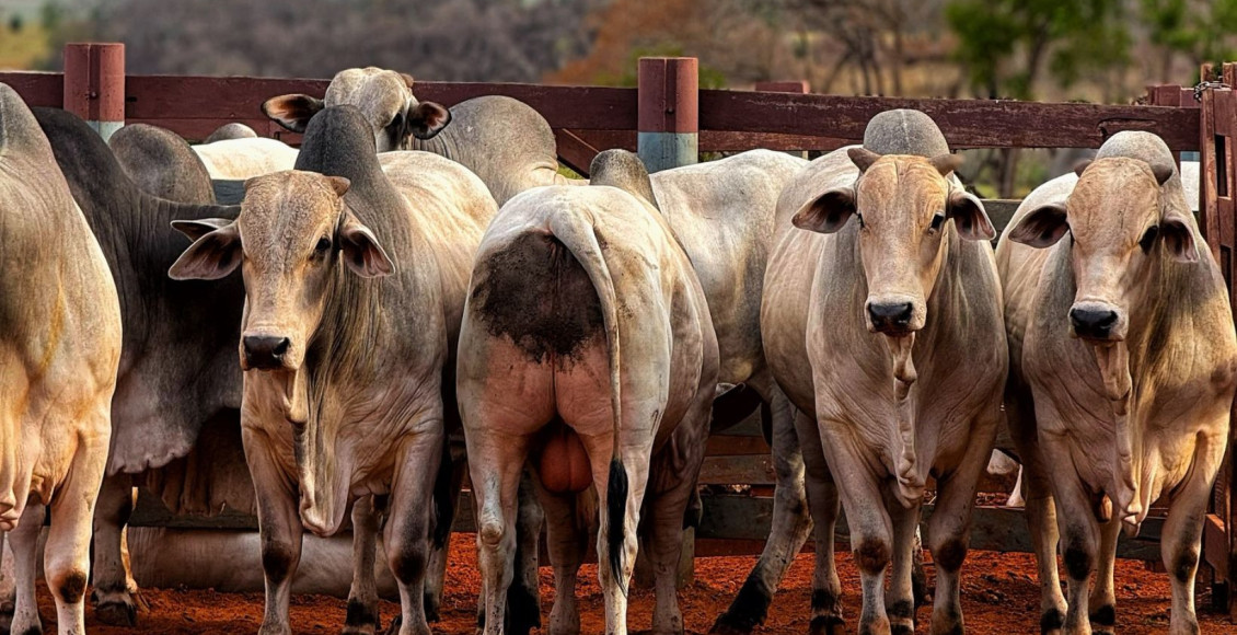 Touros Nelore PO no curral - fotao