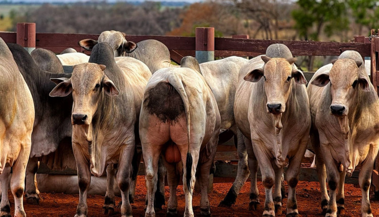 Touros Nelore PO no curral - fotao