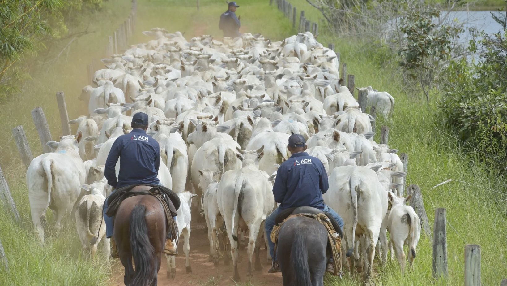 Vaqueiros levando a vacada de cria com bezerro ao pe - acn agropecuaria - fotao