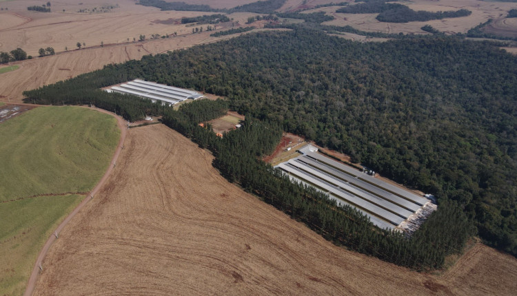 unidade de produção de ovos GTF