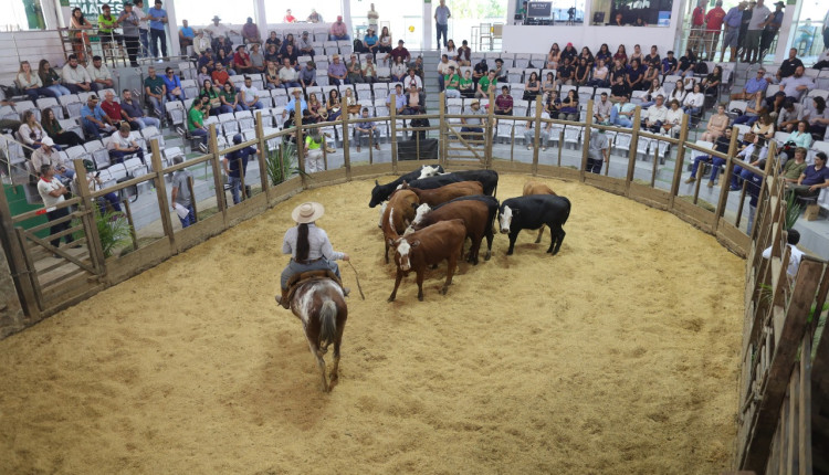 Negócios movimentam o Universo Pecuária com remates tradicionais em Lavras do Sul