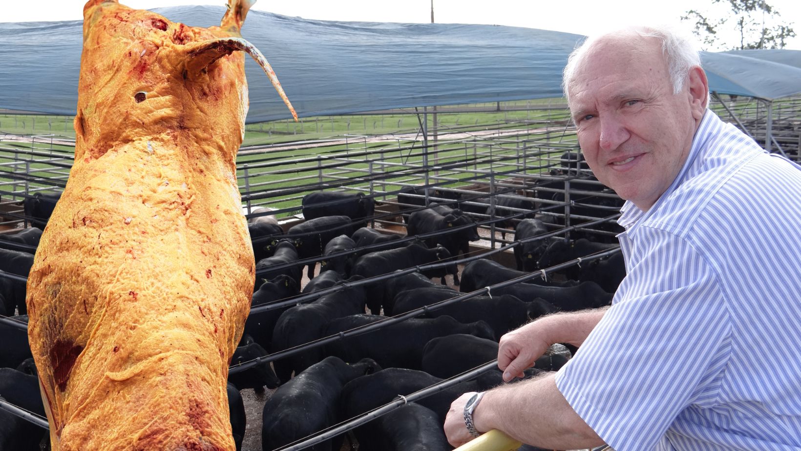Wilson Brochmann - agropecuaria maragogipe - Concurso de Carcaca Angus