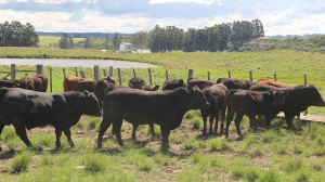 Prova de Eficiência Alimentar Angus
