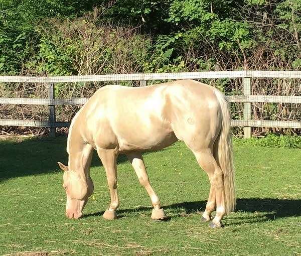 garanhão homozigoto