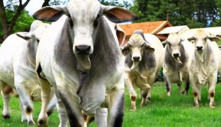 Boi: governo do RS lança projeto-piloto para rastreio de gado