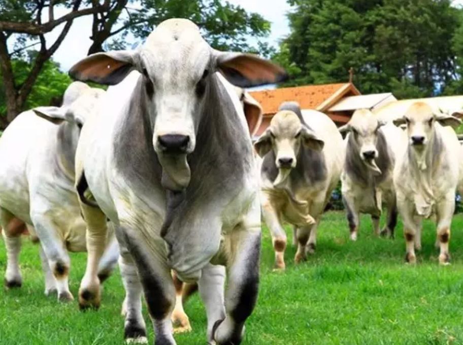 Boi gordo: governo do RS lança projeto-piloto para rastreio de gado