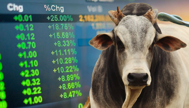 bull market - touro nelore - bolsa de valores arroba do boi gordo