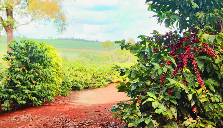 Safra de café 2025/26 entra em fase crucial: florada exige boas práticas para assegurar frutos de qualidade e alta produtividade