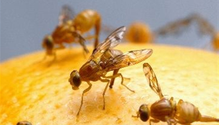 Controle da mosca-das-frutas exige atenção dos produtores rurais