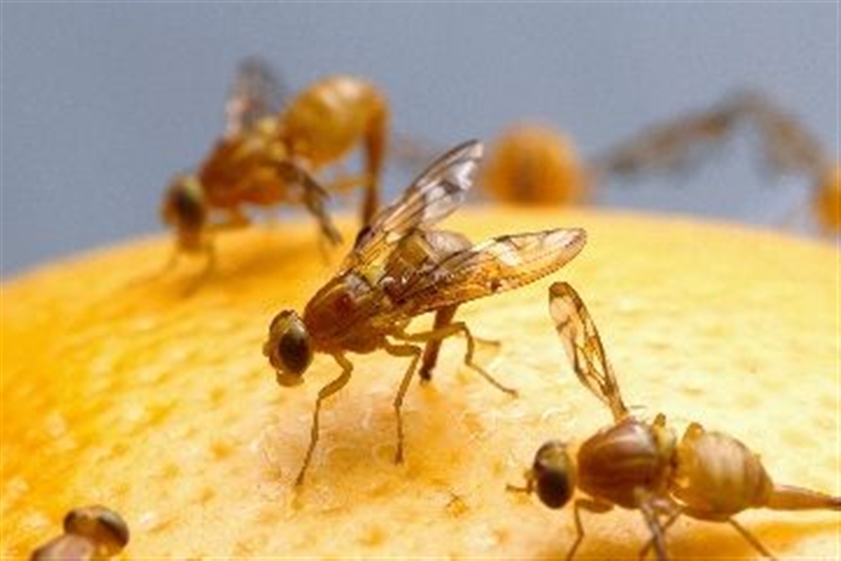 Controle da mosca-das-frutas exige atenção dos produtores rurais
