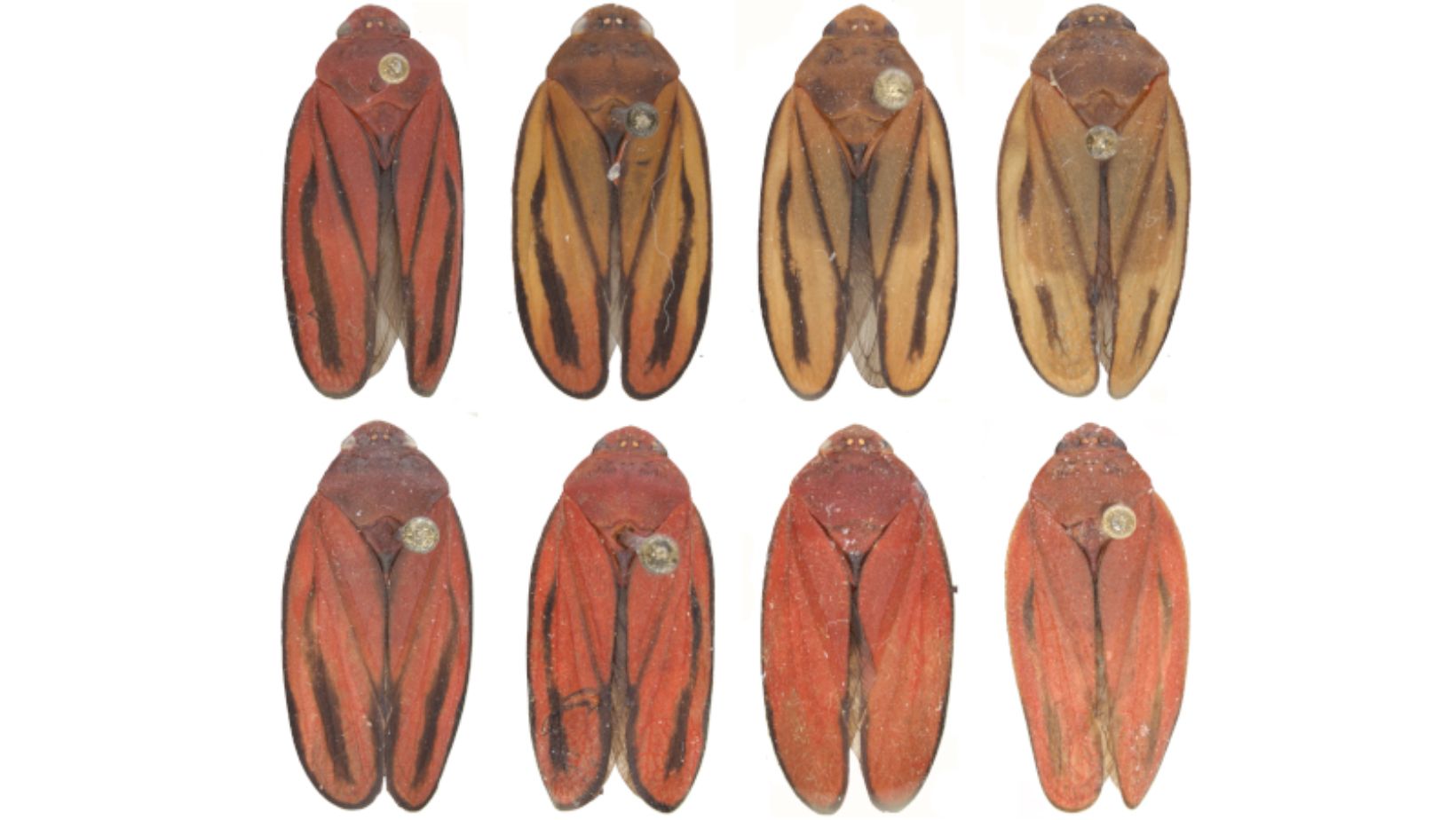 Acima, exemplares da nova espécie de cigarrinha-da-cana; abaixo, de M. fimbriolata: sem a genética, diferenciação só é possível analisando a genitália do macho (foto: Andressa Paladini/UFPR)