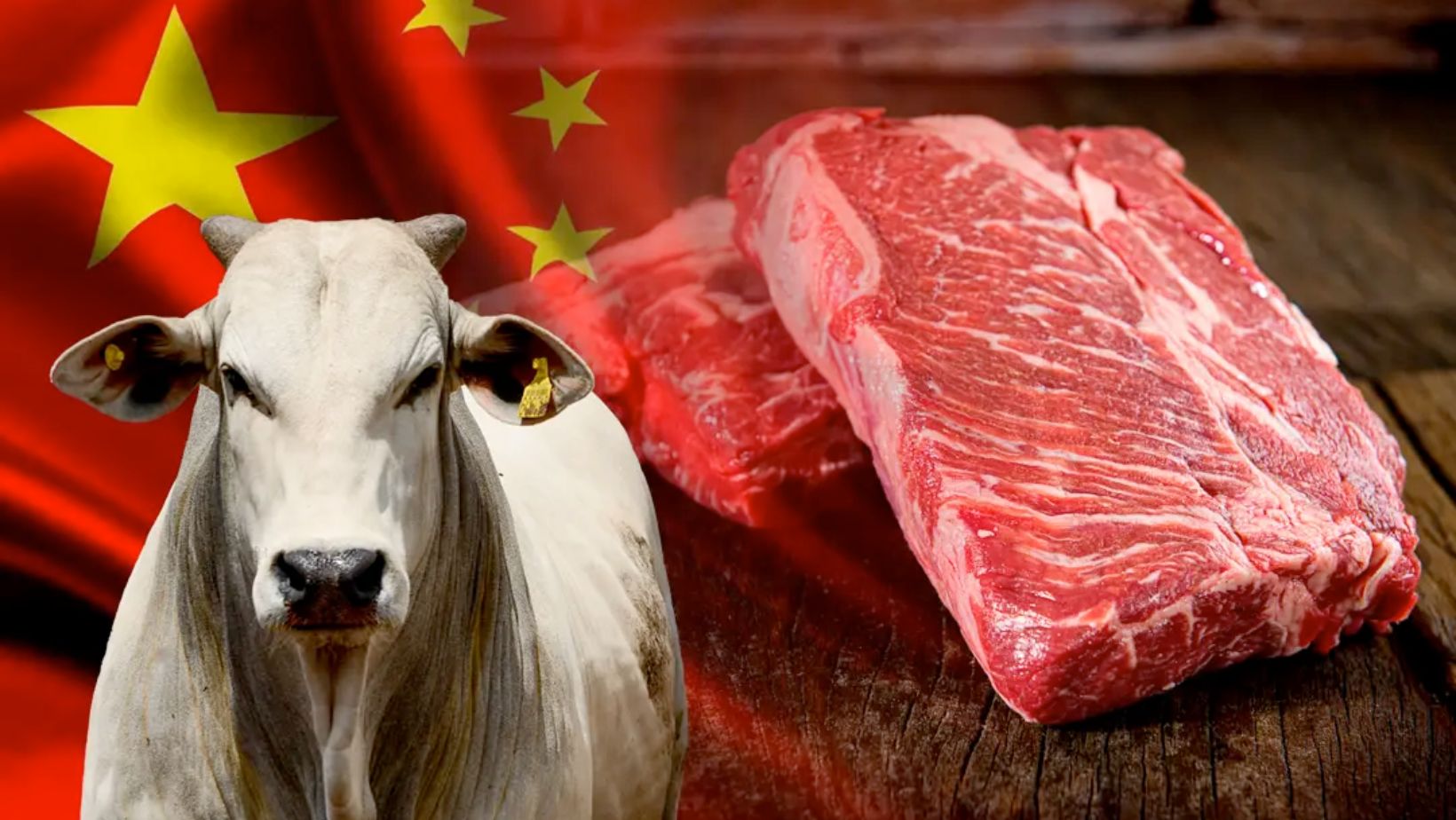 exportacoes de carne para a china - touro nelore