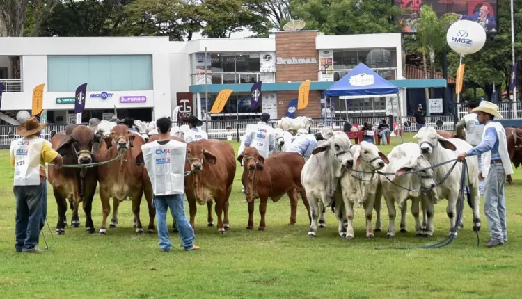 exposicao internacional do brahman - expobrahman
