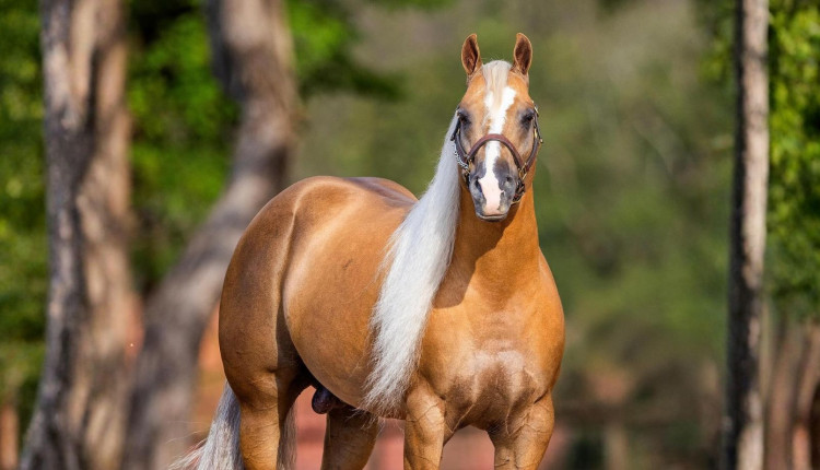 finals bound cavalo garanhao quarto de milha
