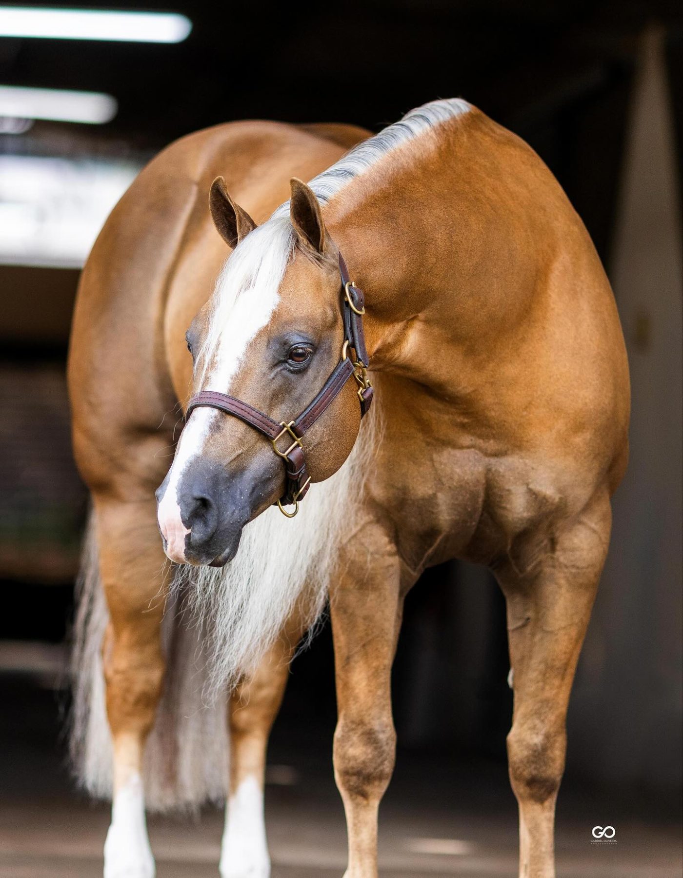 finals bound cavalo garanhao quarto de milha foto Gabriel Oliveira