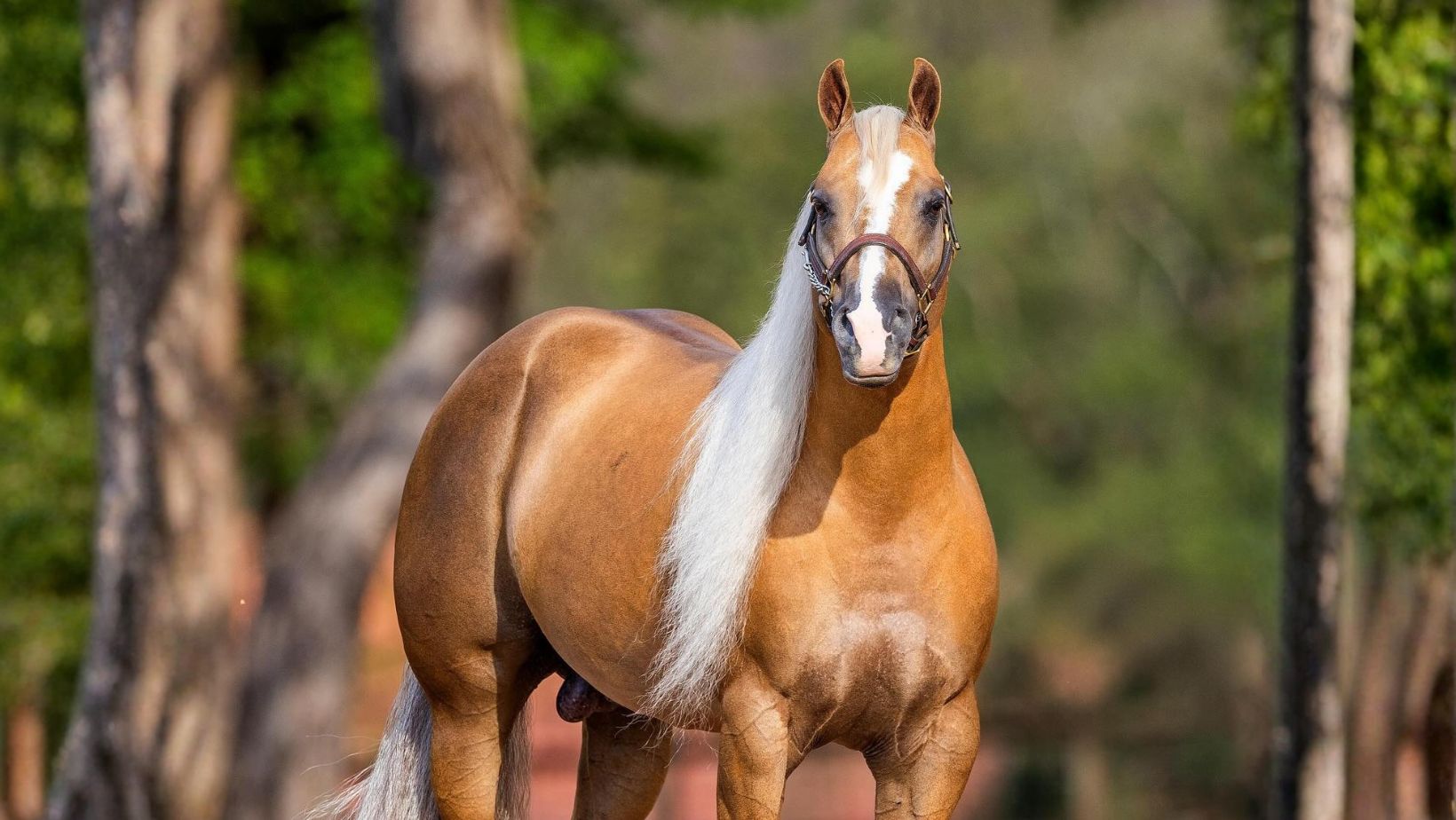 finals bound cavalo garanhao quarto de milha