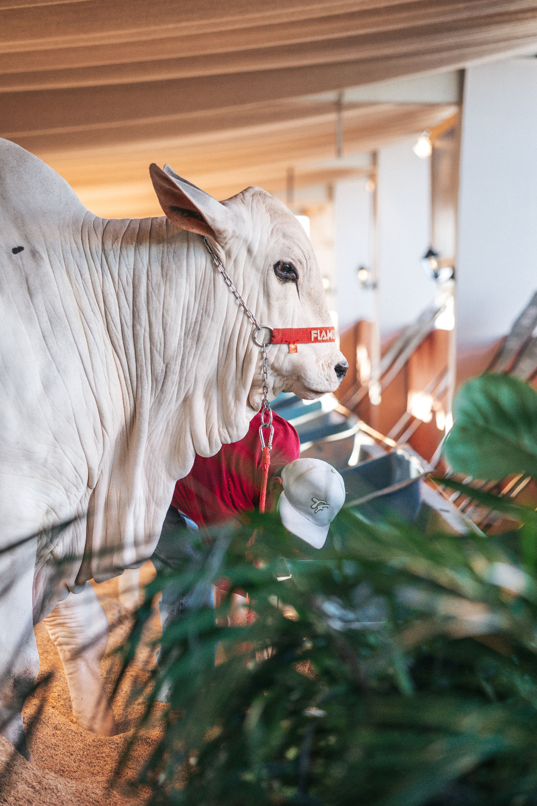 Flamboyant Agropecuária leva elite do Nelore Mocho à EXPO Rio Preto