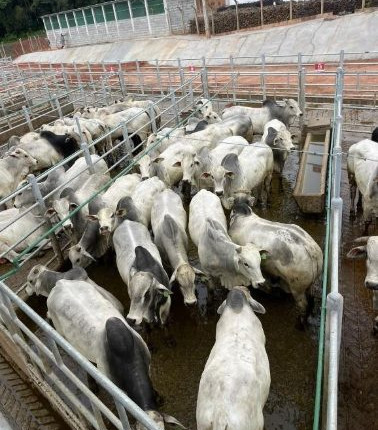 Avaliação de 323 animais: confira resultados do Circuito Nelore de Qualidade em Teixeira de Freitas (BA)