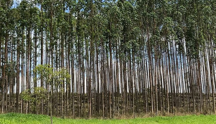 Valor de produção da silvicultura e da extração vegetal cresce 16,7% e soma R$ 44,3 bilhões