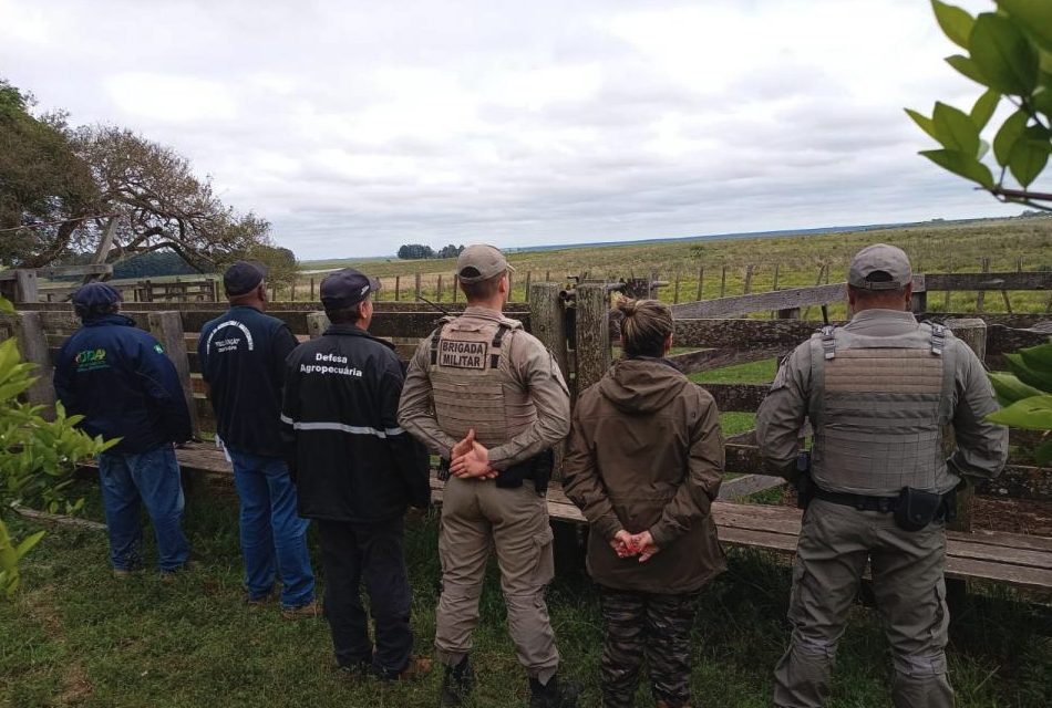 Forças de segurança desarticulam esquema de furto de bovinos e operação contra abigeato causa prejuízo de R$ 350 mil aos criminosos