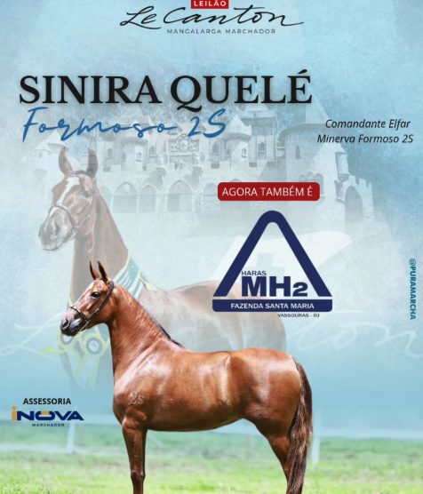 Égua Sinira Quelé atinge R$ 13,2 milhões e quebra o recorde da raça Mangalarga Marchador
