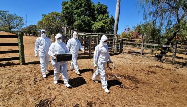 Febre aftosa: Montes Claros recebeu simulação de emergência sanitária
