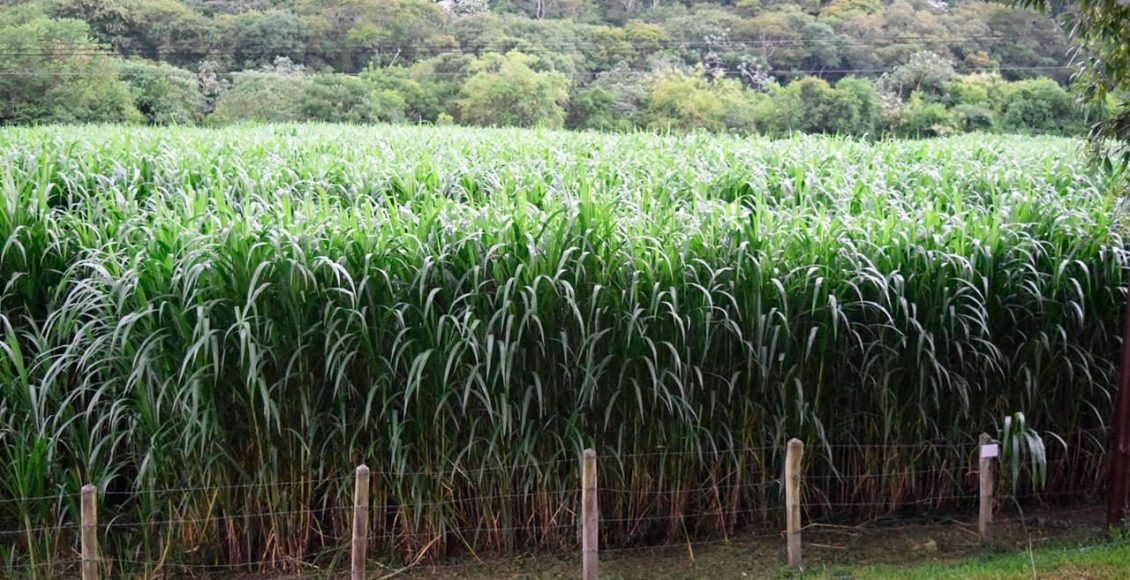 Recria com BRS Capiaçu: O que os produtores precisam saber de verdade