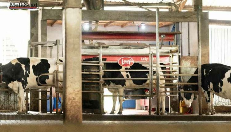 Holandesa Lely mira mercado latino-americano e instala base no Brasil para produzir robôs de ordenha