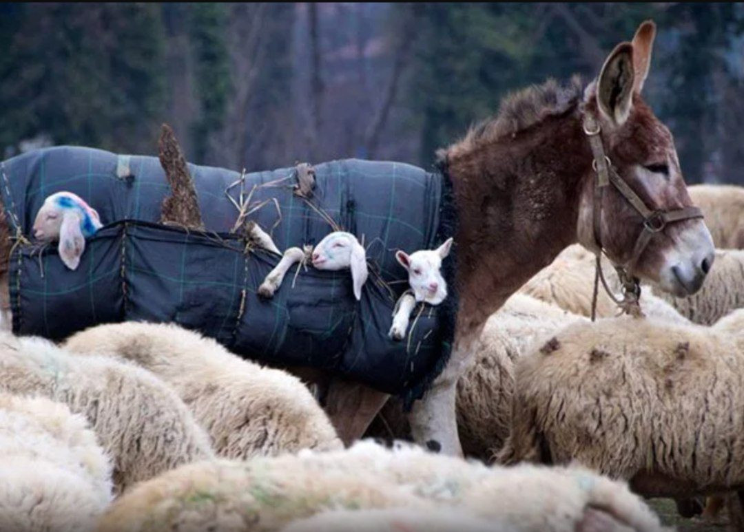 Na Itália, burros assumem papel de 'cuidadores' de cordeiros e viraliza