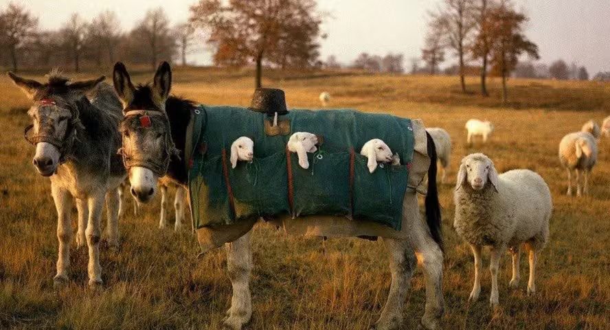Burros cuidadores de cordeiros  Transumância